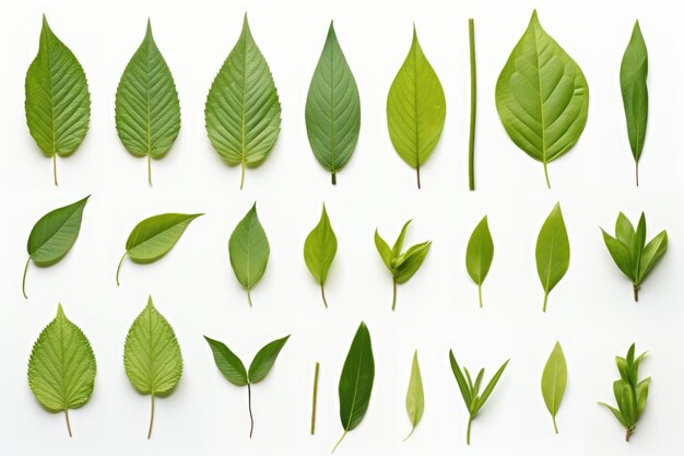 Gran variedad de hojas de té sobre un fondo blanco