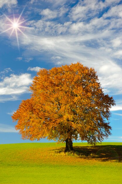 Foto gran viejo árbol de haya en el prado en otoño