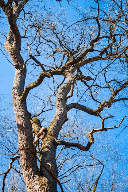 Gran viejo roble contra el cielo azul a principios de primavera