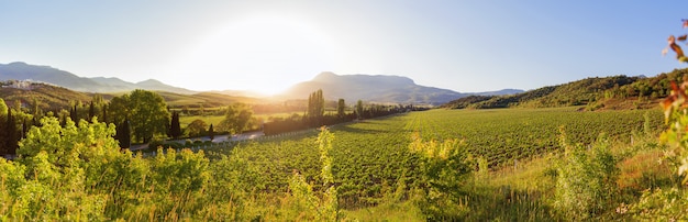 Gran vista panorámica sobre viñedos cerca de Alushta