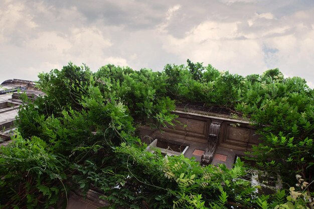 Gran wisteria creciendo en un edificio de piedra