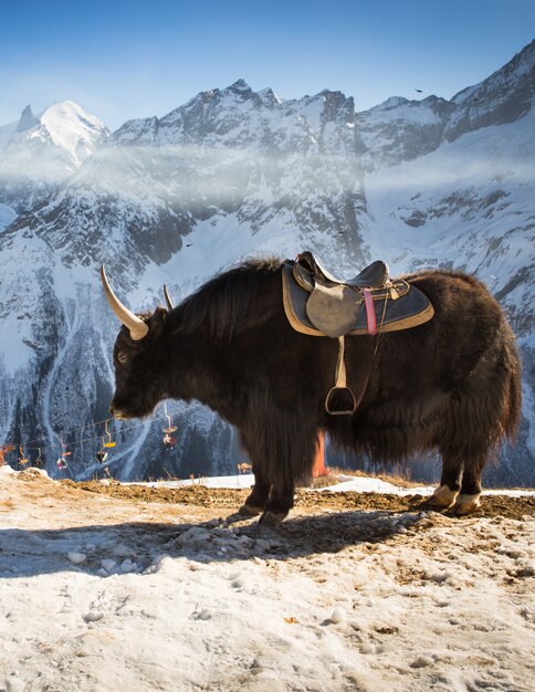 Gran yak en la nieve.