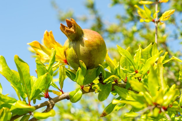 Granada en el arbol