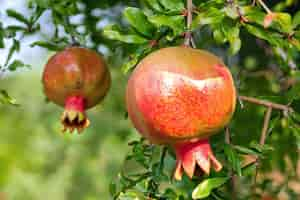 Foto una granada cuelga de un árbol con las hojas mostrando la punta de la fruta.