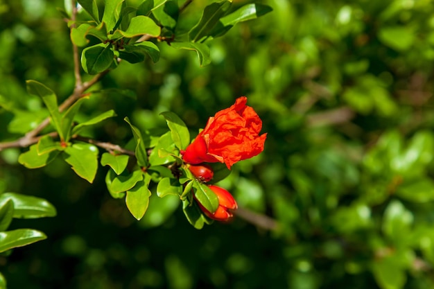 Granada de flores rojas