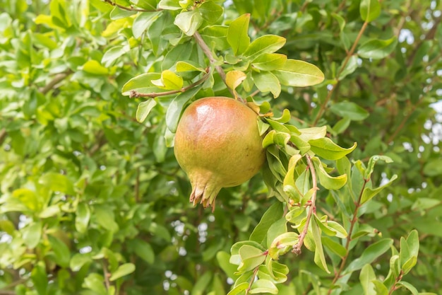 Granada inmadura en el árbol