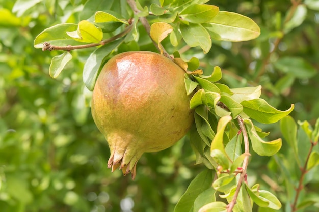 Granada inmadura en el árbol