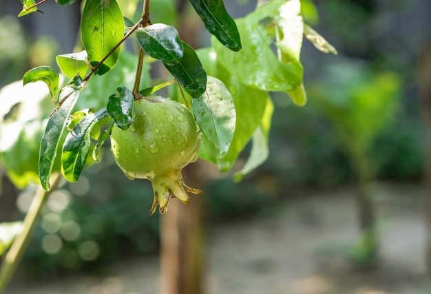 Granada joven en el árbol con gotas de agua de cerca dentro de un jardín en casa