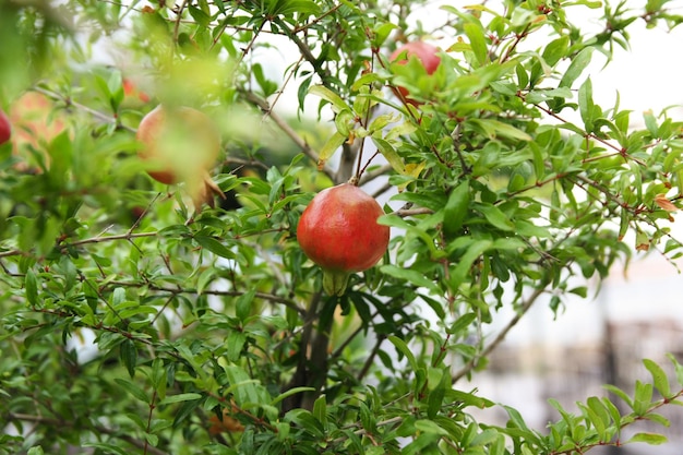 Granada madura fresca en un árbol en la granja