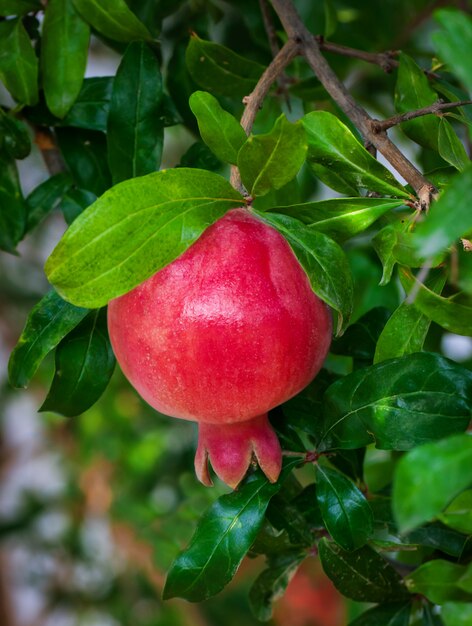 Granada madura roja en el árbol