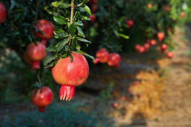 Granada en la plantación de granada en la temporada de cosecha en los rayos del sol del amanecer Fruta fea granada fea