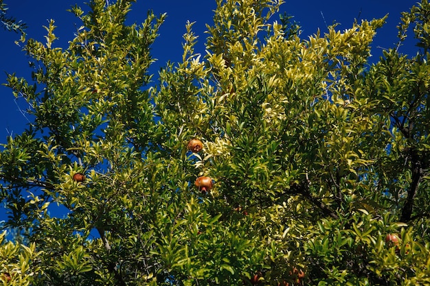 Una granada que escupe en un árbol