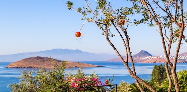 Granada en la rama de un árbol con el telón de fondo de una hermosa vista de la costa egea con