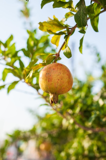 Una granada en la rama de un árbol