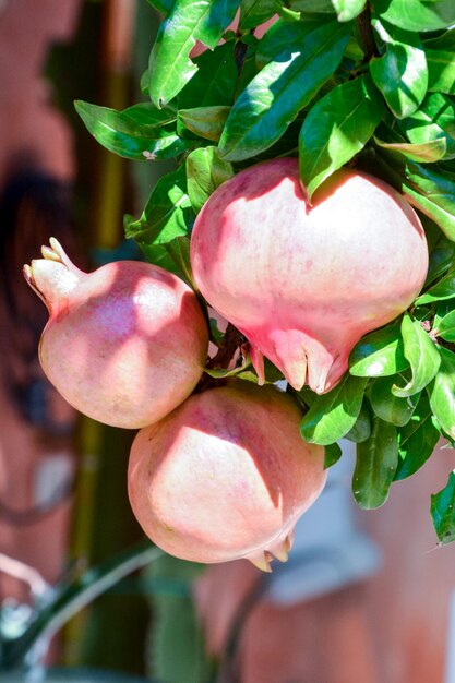 Foto la granada roja, una fruta exótica