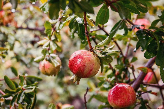 Granada roja madura fruta en el árbol en hojas