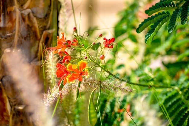 Granada roja que crece en un árbol