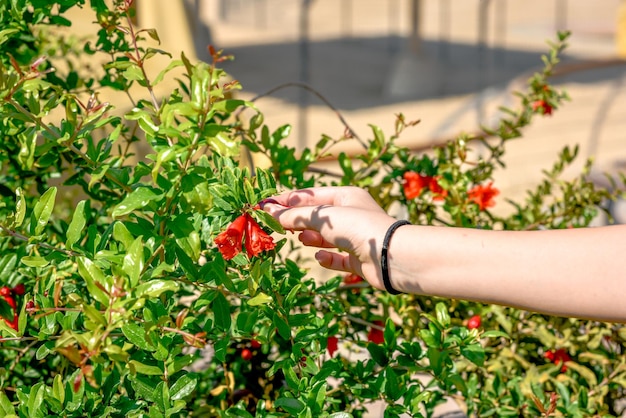 Granada roja que crece en un árbol