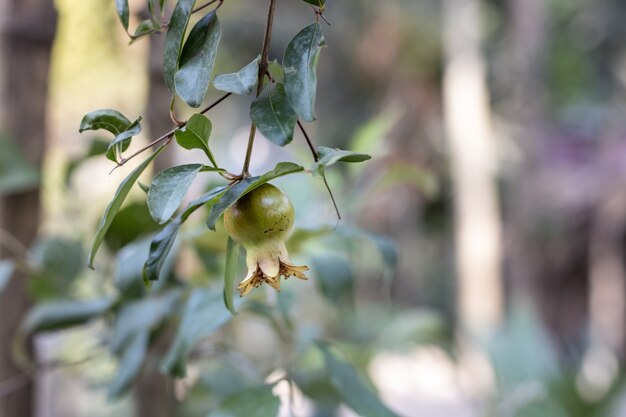 Granada verde joven de cerca en el árbol