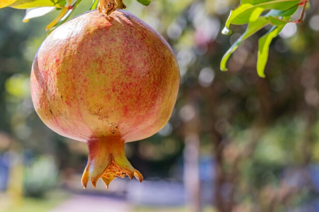 Granadas de cerca en bancos de árboles en la naturaleza verde