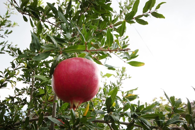 Granadas maduras en el árbol