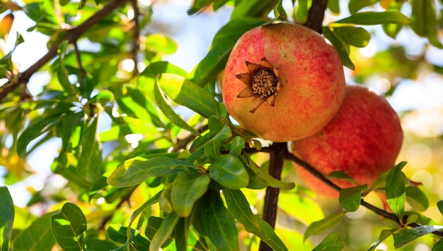 Granadas maduras en la rama de un árbol