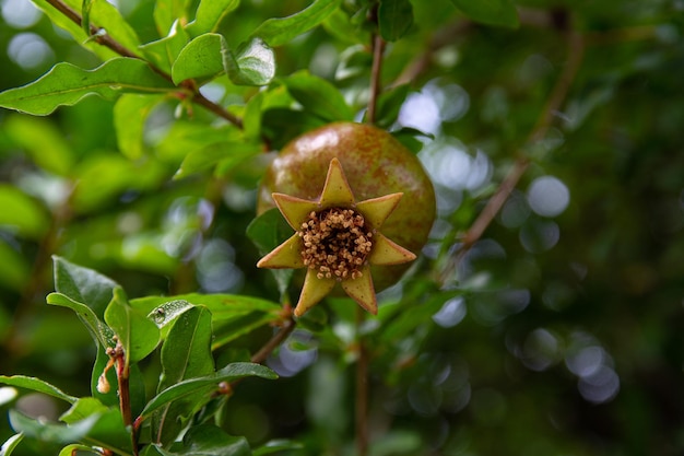 Granadas rojas madurando en una rama de árbol en el jardín