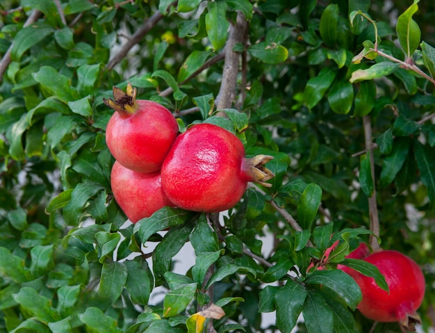 Granadas rojas maduras en el árbol