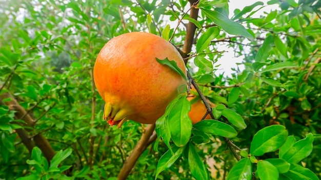 Granatapfel, der am Zweig des Granatapfel-Obstbaums hängt