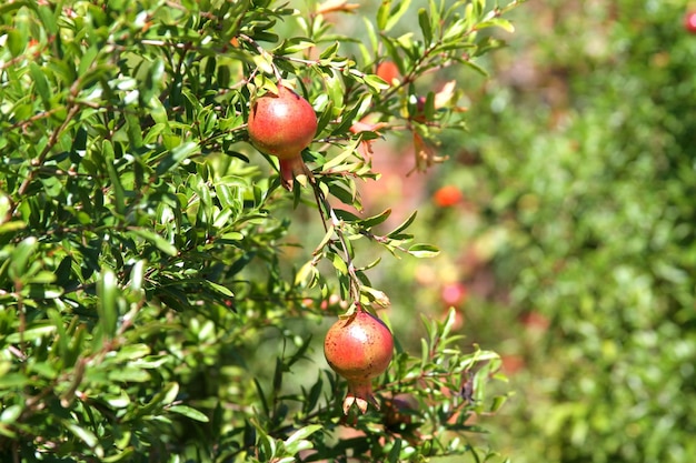 Foto granatapfel, die auf bäumen wachsen