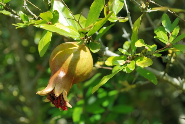 Granatapfel hängt am Baum