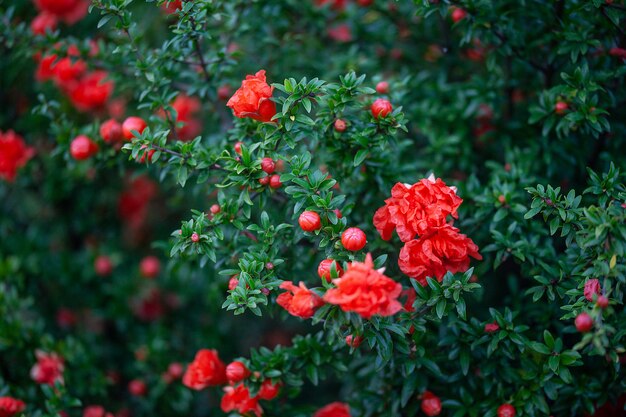 Granatapfelbaum im Garten