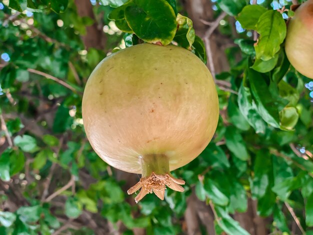 Granatapfelfrüchte reifen am Baum. Früchte Fotografie. Gesundes Essen.