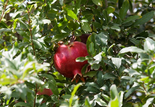 Granate rojo en el árbol