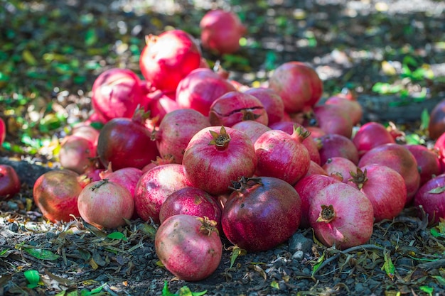 Granate rojo fresco orgánico en el jardín de cerca