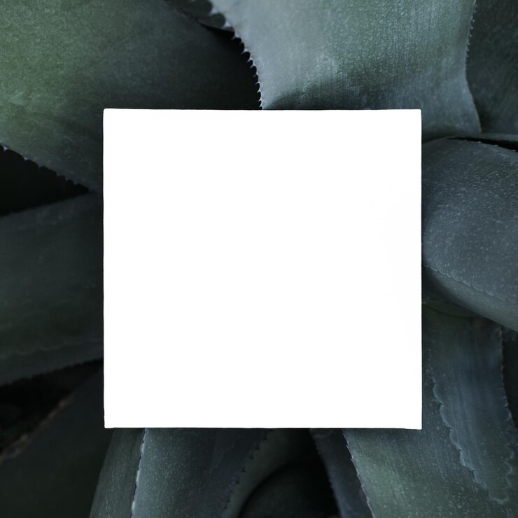 Foto grande aloés com um cartão em branco enorme agave americano ou americano aloés