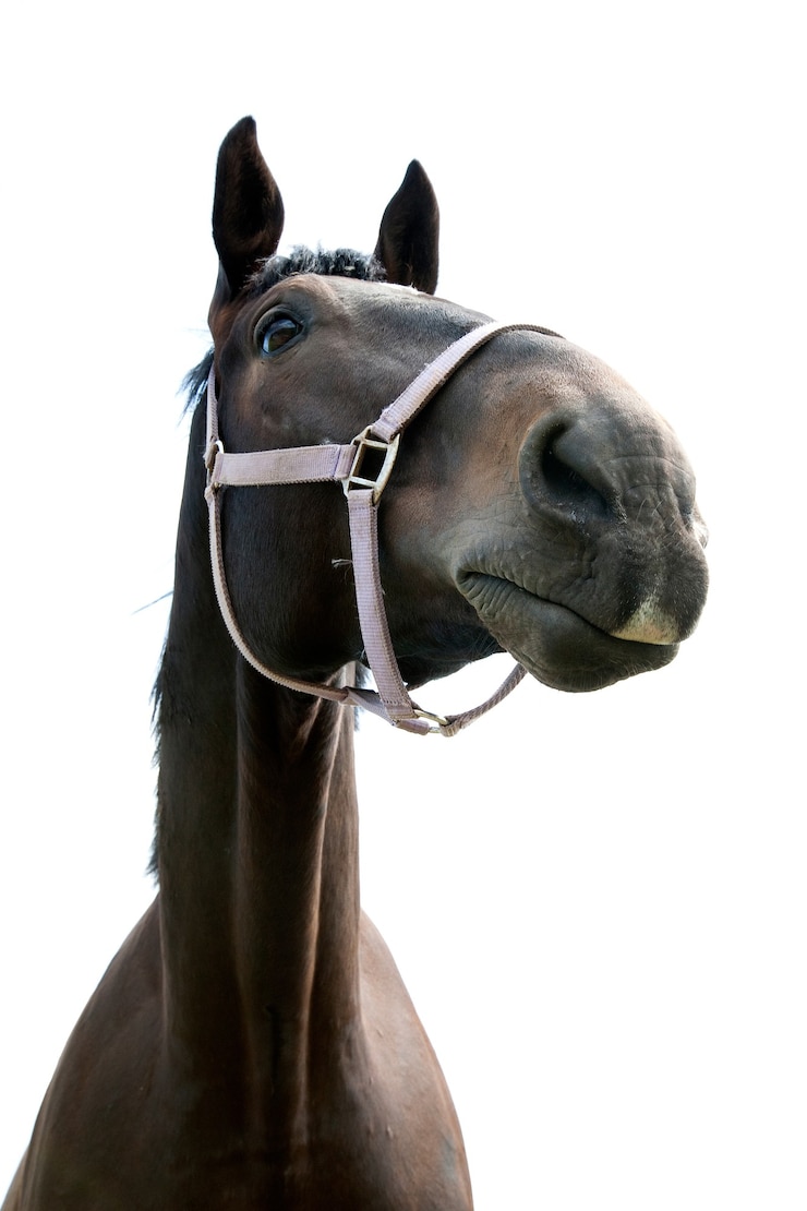 Foto grande angular, retrato de cavalo marrom escuro no fundo branco do céu