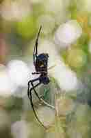 Foto grande aranha branca nephilengys livida madagascar