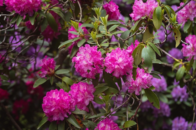 Grande arbusto florescendo rododendro no jardim botânico Muito rosa e roxo