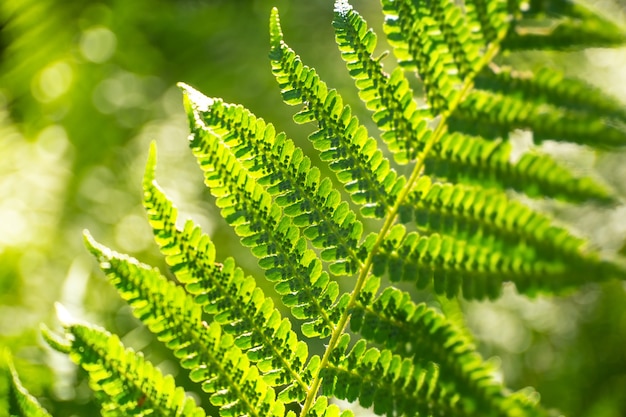 Grande arbusto verde de samambaia na floresta