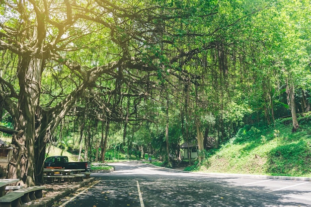 grande árvore ao lado da entrada da cachoeira