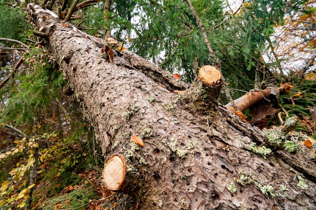 Grande árvore caída molhada em uma bela floresta densa multicolorida entre folhas coloridas caídas