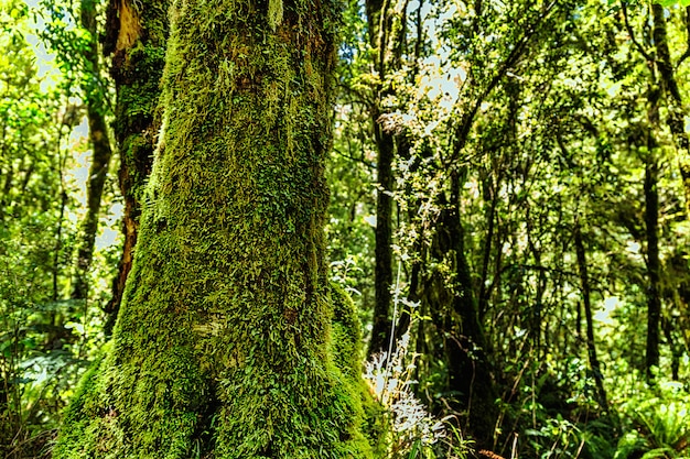 Grande árvore coberta de musgo na floresta da nova zelândia