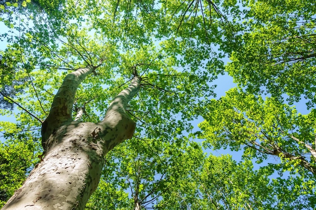 Grande árvore com enormes galhos cheios de folhas verdes acima do céu azul