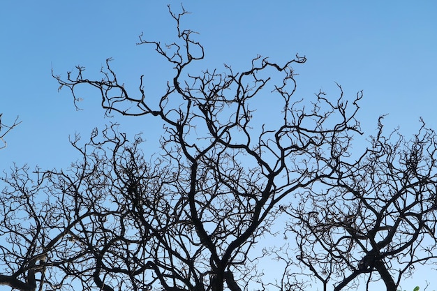 Grande árvore com galhos secos em pé contra o céu azul