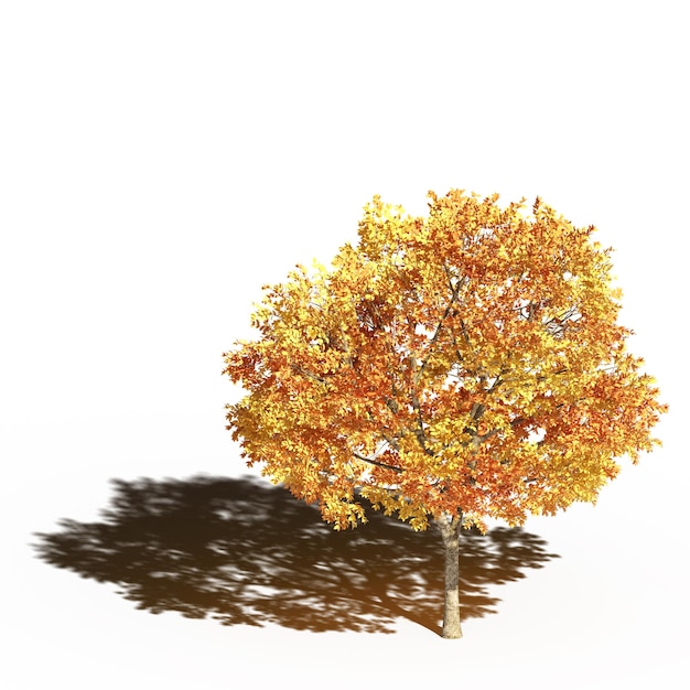 grande árvore com uma sombra sob ela, isolada no fundo branco, ilustração 3D, cg render