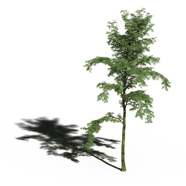 grande árvore com uma sombra sob ela, isolada no fundo branco, ilustração 3D, cg render