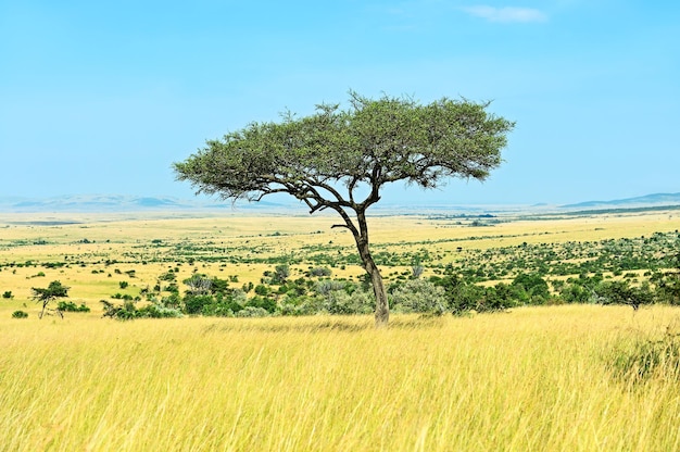 Grande árvore de acácia nas planícies de savana aberta da áfrica oriental