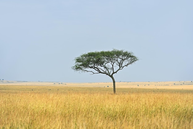 Grande árvore de acácia nas planícies de savana aberta da áfrica oriental