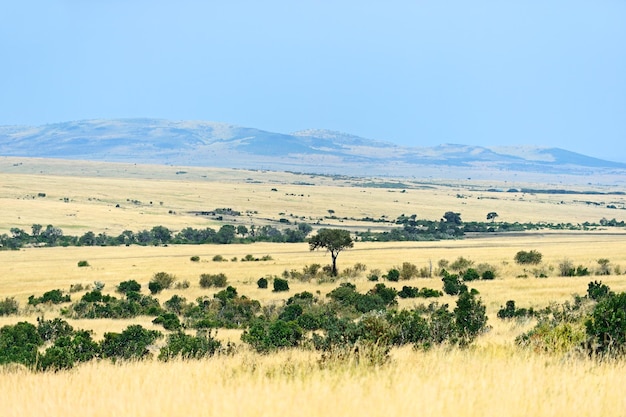 Grande árvore de acácia nas planícies de savana aberta da áfrica oriental